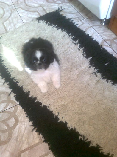 Фото0728 - CAINE PECHINEZ