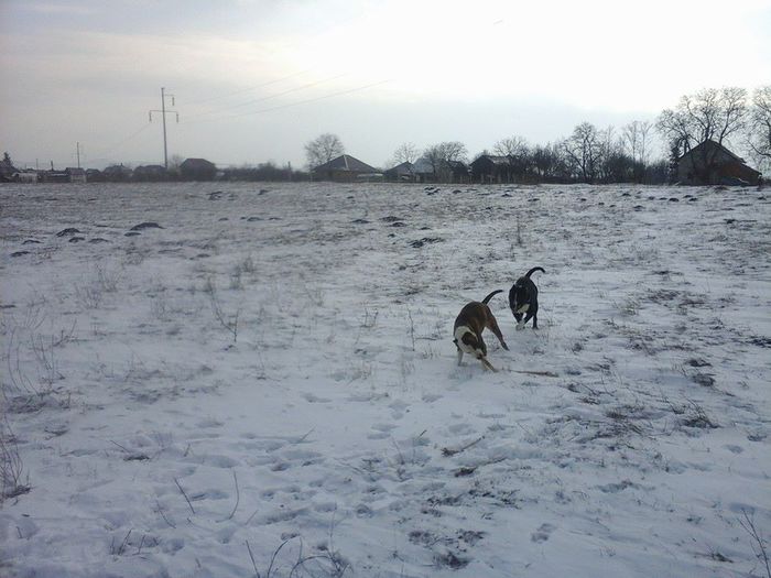 AMSTAFF - caini nostri