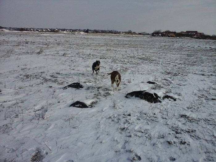 AMSTAFF - caini nostri