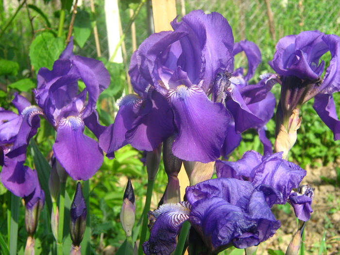 Picture 047 - flori diverse