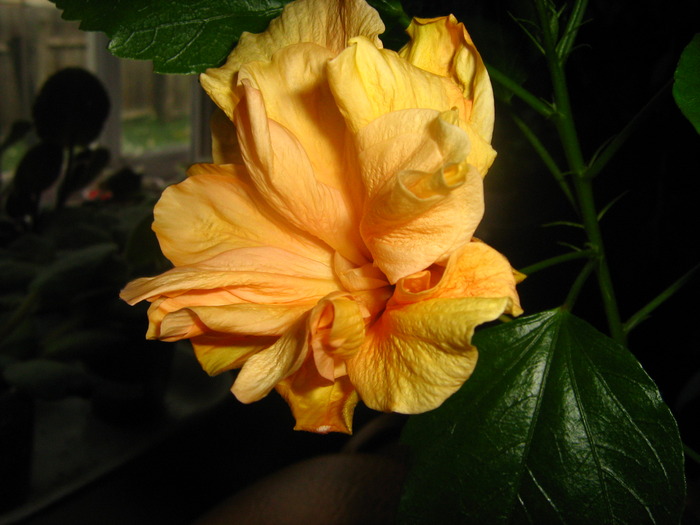 Picture 051 - flori diverse