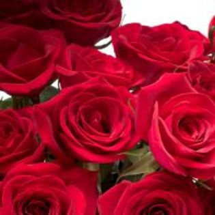 Intre-201-si-300-lei-25-trandafiri-rosii-poza-t-T-n-311__orig_200x200 - poze trandafiri rosii