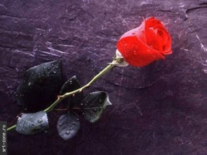 trandafir_rosu - poze trandafiri rosii