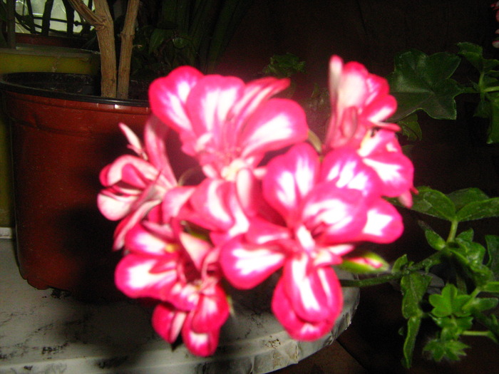 Picture 052 - flori diverse