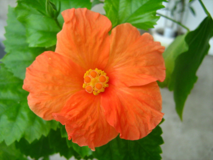 Picture 053 - flori diverse