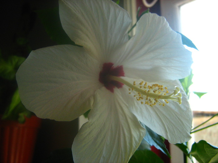 Picture 056 - flori diverse