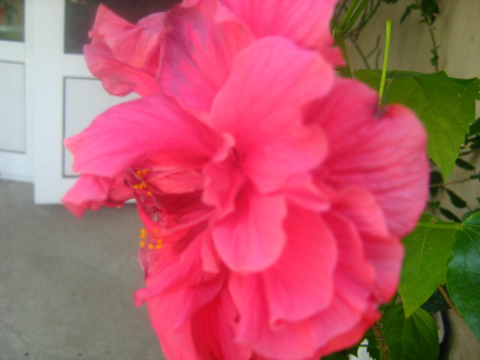 Picture 057 - flori diverse