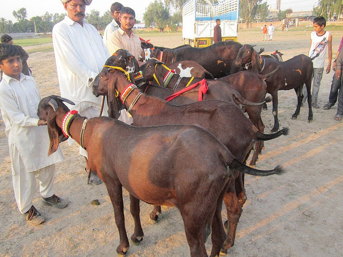 Capre si tapi de carne Bakra