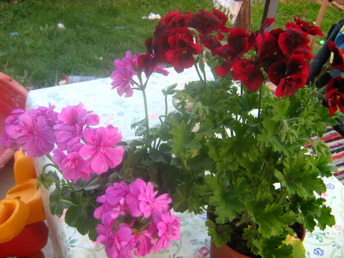 Picture 061 - flori diverse