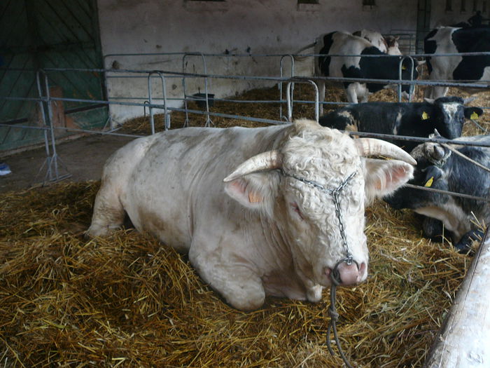 ... charolais ...