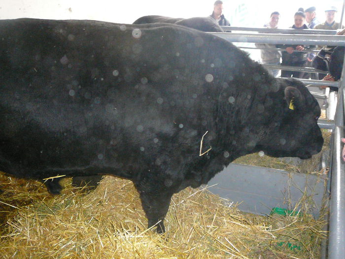 ... angus black ...