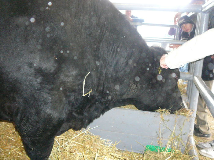 ... angus black ...