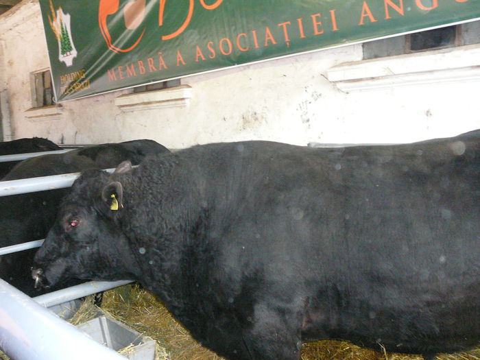 ... angus black ...