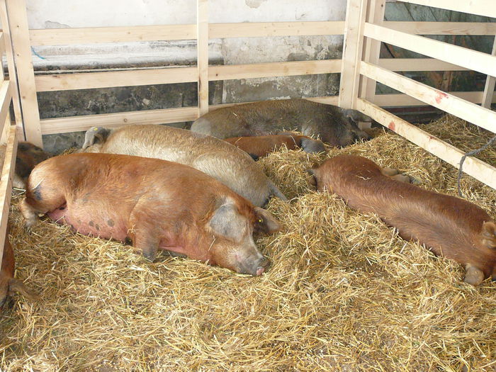 ... duroc ...