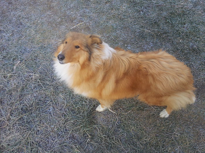 20141231_095041 - Catelusa collie ciobanesc scotian