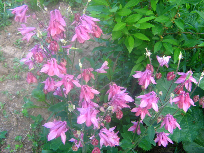 Picture 065 - flori diverse