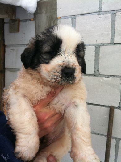 IMG_1442 Baietelul 1