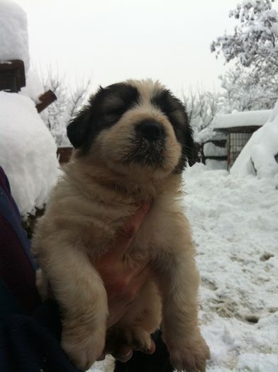 IMG_1436 Fetita1; Fetita 1
