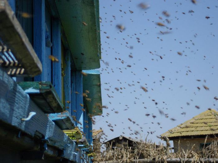 378673_421576281210792_1470475898_n; la cules , pavilion
