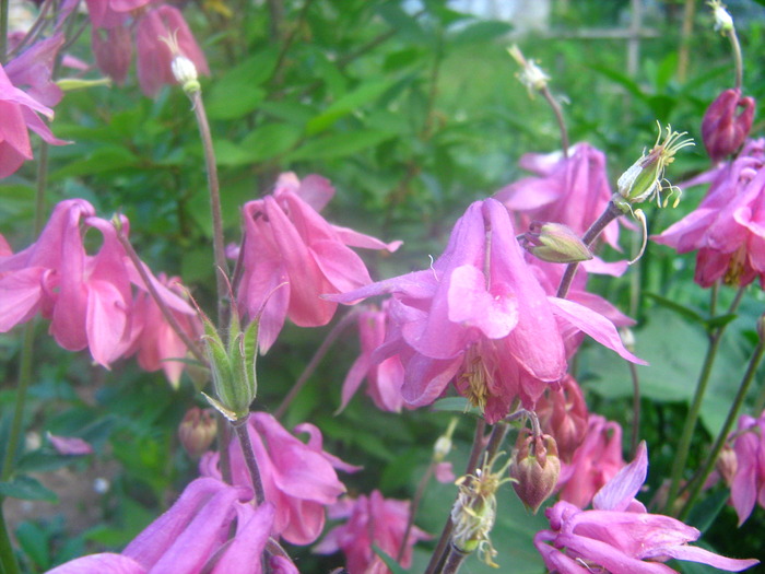 Picture 066 - flori diverse