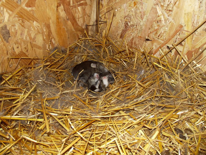 cuib femela urias belgian-carol 22.12.2014 4 bucati/2