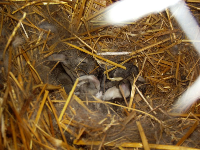 cuib femela urias belgian-carol 22.12.2014 4 bucati/4