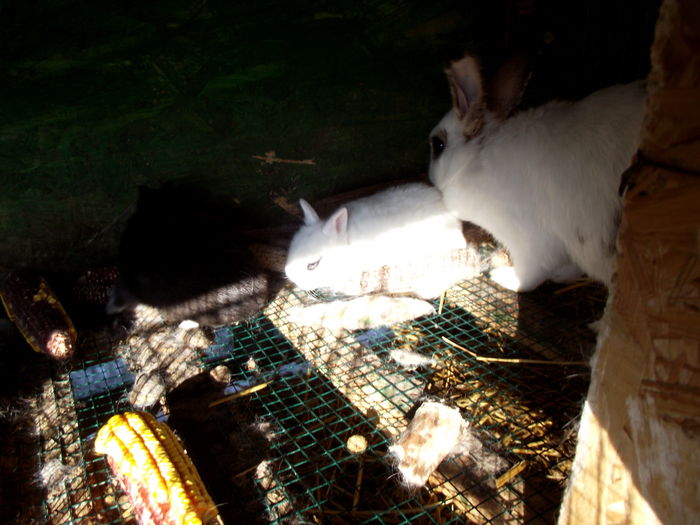 DSCF2108 cuib carolina-hermy 11.12.2014-3 bucati (3)