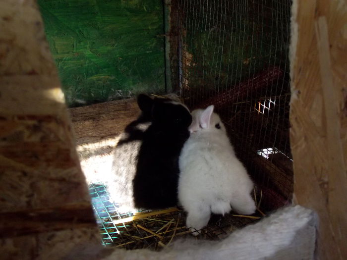 DSCF2108 cuib carolina-hermy 11.12.2014-3 bucati (4)