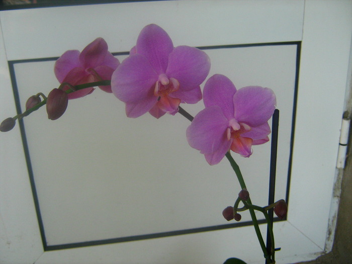 Picture 073 - flori diverse