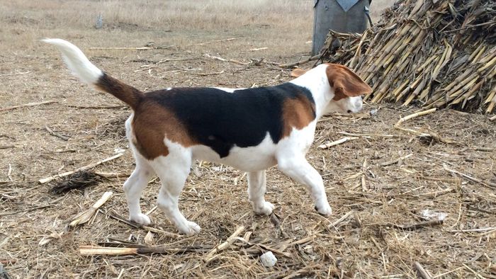 image - THOR-mascul 2 an BEAGLE