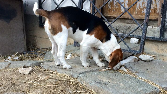 image - THOR-mascul 2 an BEAGLE