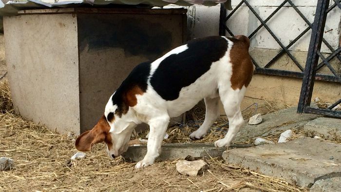 image - THOR-mascul 2 an BEAGLE