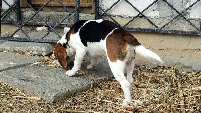 image - THOR-mascul 2 an BEAGLE