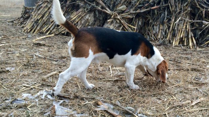 image - THOR-mascul 2 an BEAGLE