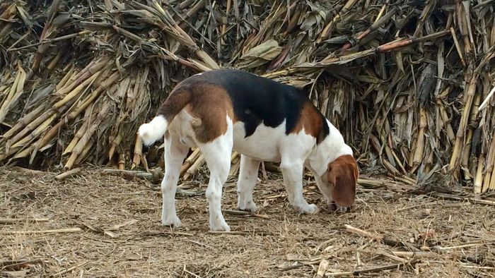 image - THOR-mascul 2 an BEAGLE