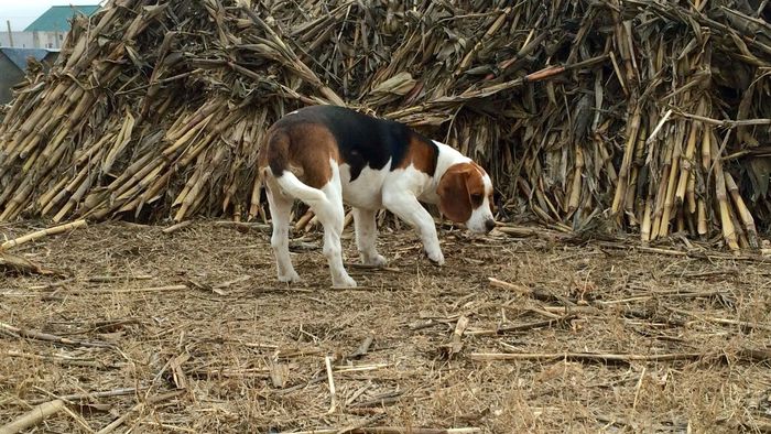 image - THOR-mascul 2 an BEAGLE