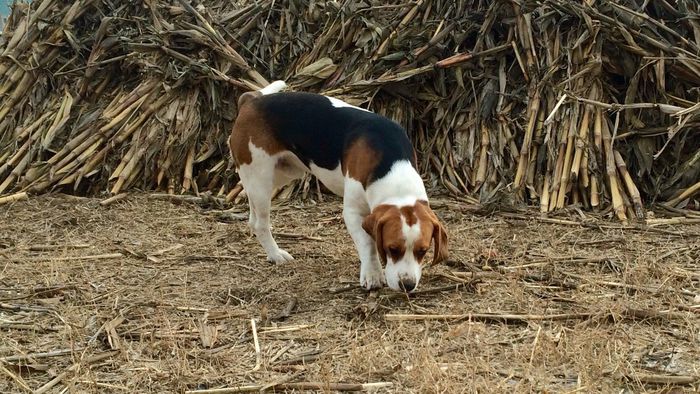 image - THOR-mascul 2 an BEAGLE