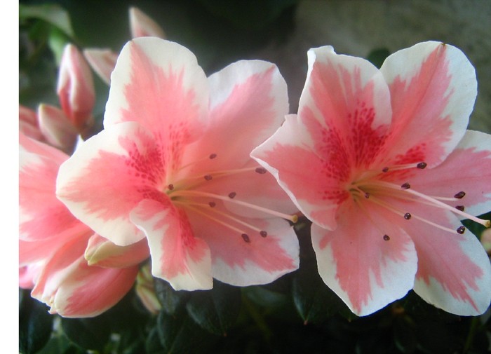 Picture 075 - flori diverse