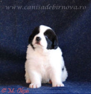 crai de barnova tatal lui remus; crai de barnova 17.11.2008
