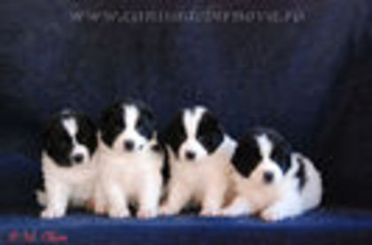 crai de barnova tatal lui remus; cel din dreapta
