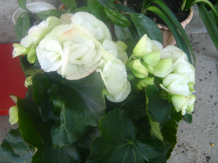 Picture 076 - flori diverse