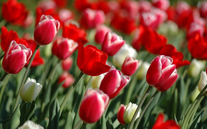 00787_tulipsinspring_2560x1600 - poze desktop