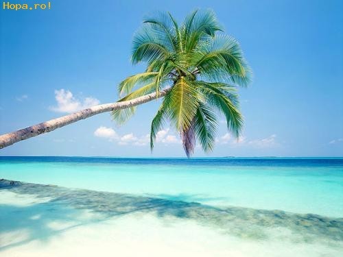 Peisaje_Wallpapers_Poze_Desktop_Palmieri_si_Apa_Albastra_in_Maldive_Wallpaper_Litoral_1236265082 - poze desktop