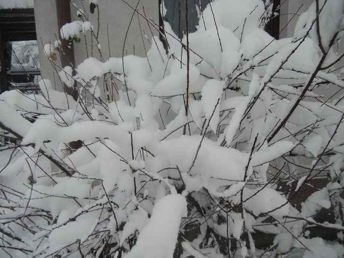 2014, December 30 - 04 WINTER Chill_Iarna