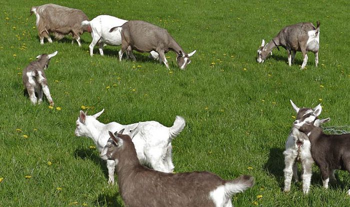 Toggenburg si iezi frumosi - Rase de oi si capre-Poze deosebite-4