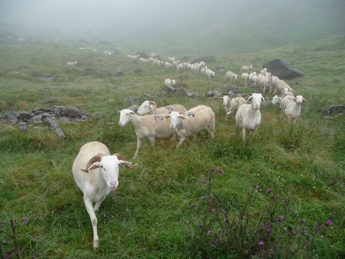 Sa nu ne ratacim - Rase de oi si capre-Poze deosebite-4