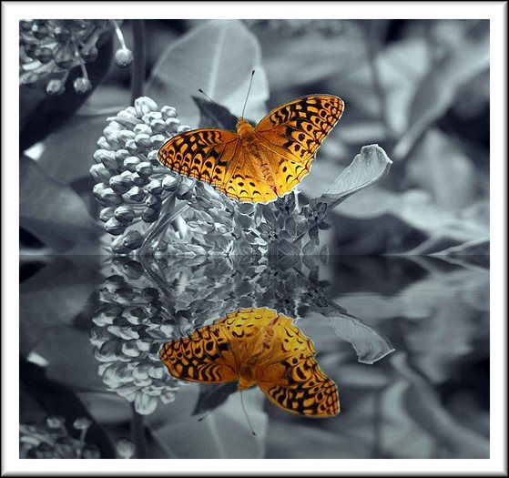 20050923164307_Butterfly - poze animalute