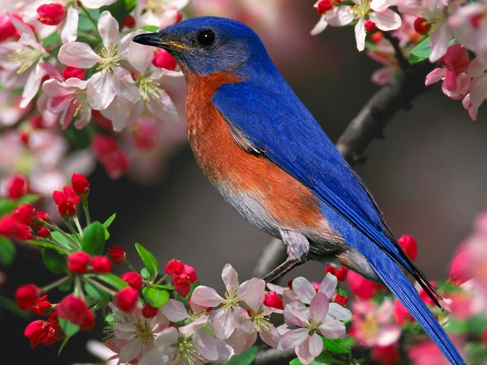 Bluebird - poze animalute