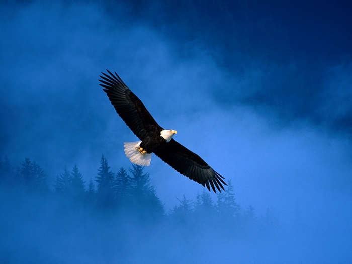 Flight of Freedom, Bald Eagle, Alaska - poze animalute