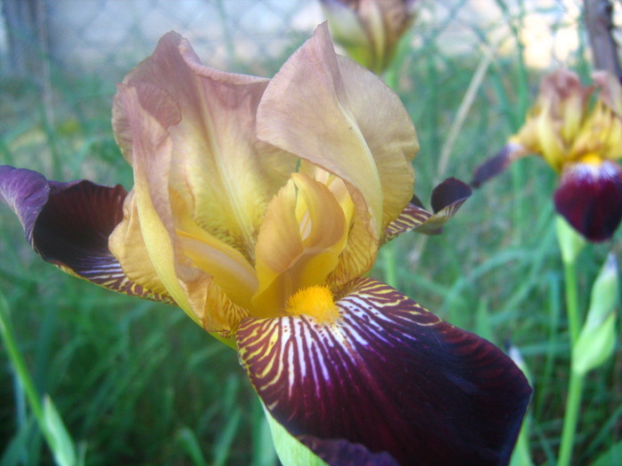 Picture 100 - flori diverse